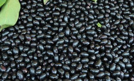 Jamun Farming Methods and Requirements in India - Overview