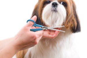 Thinning Shears