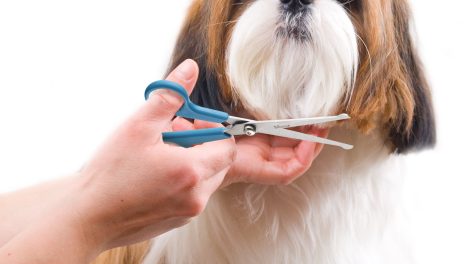 Thinning Shears