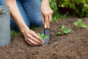 garden planting