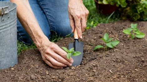 garden planting