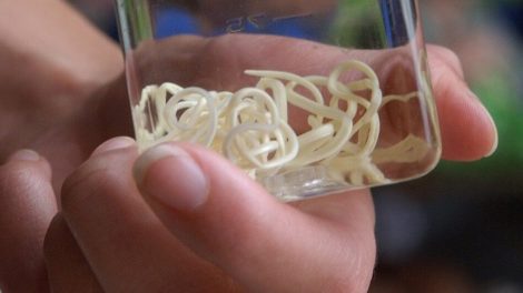 parasite