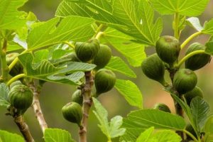 Fig (Anjeer) Cultivation in India with Complete Information