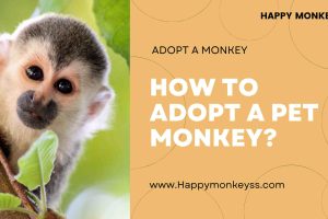 Happy monkeys