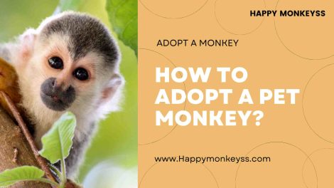 Happy monkeys