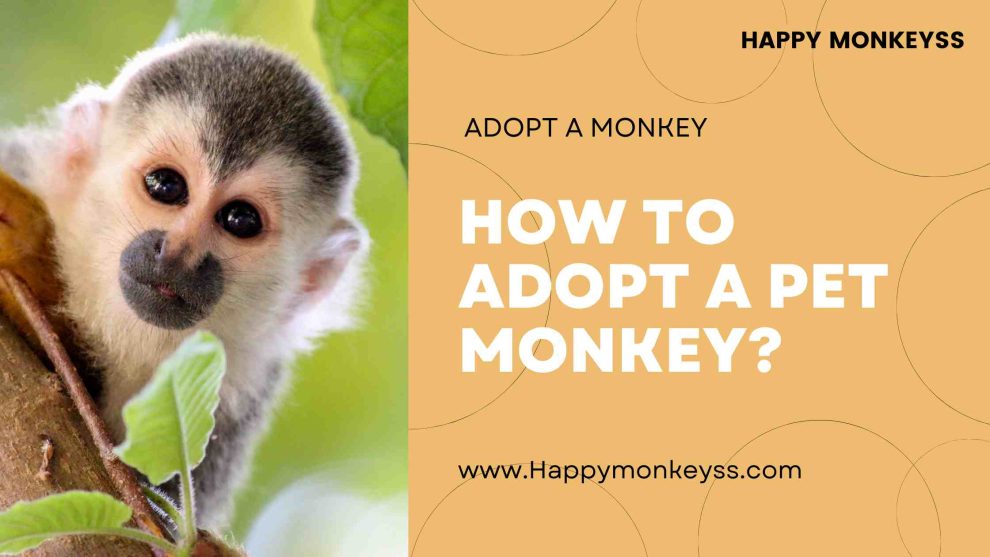 Happy monkeys