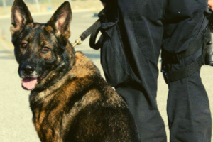 Dog K9 Security Services