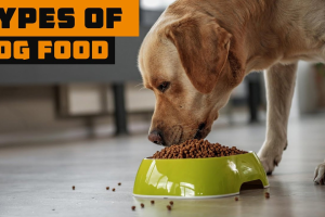 dog food online