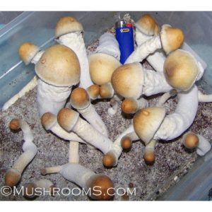 penis envy mushrooms effects