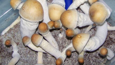 penis envy mushrooms effects