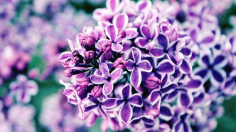 romantic flowers