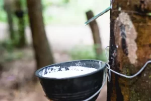 Natural Rubber Industry Report