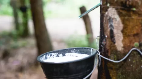 Natural Rubber Industry Report