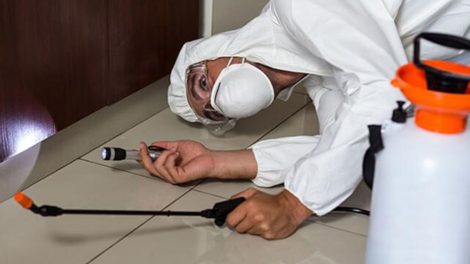 Spring Pest Control Services