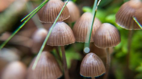 buy magic mushrooms canada