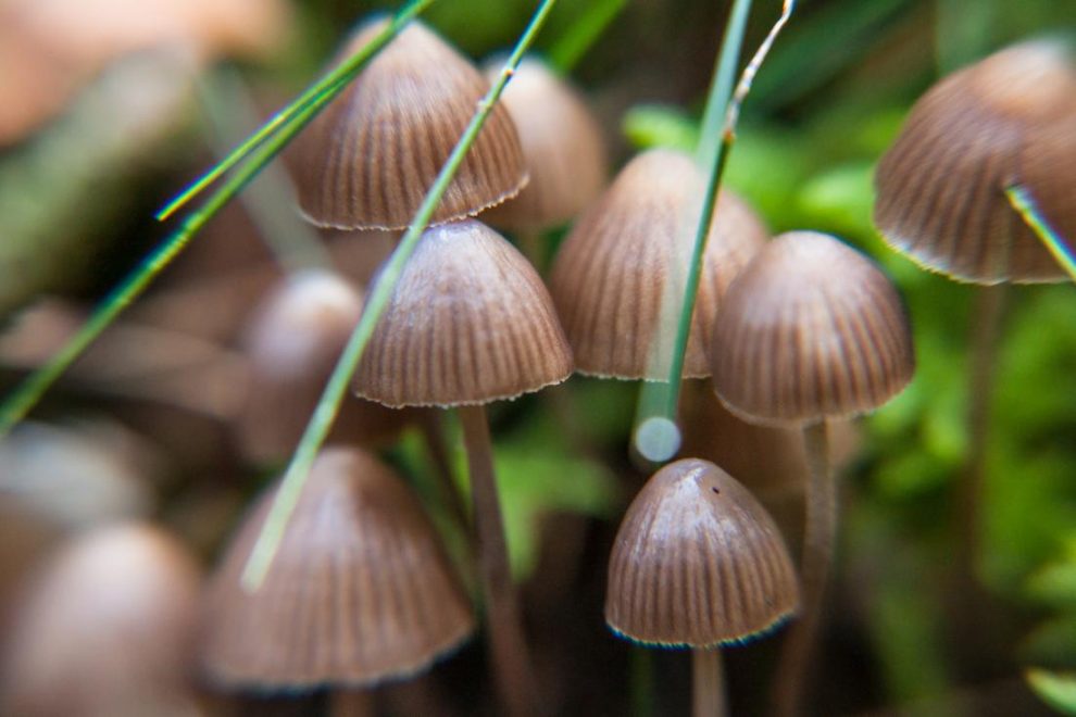 buy magic mushrooms canada