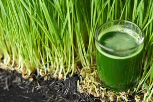 wheatgrass