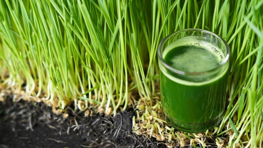 wheatgrass