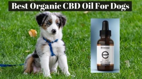 Where to buy the best Organic CBD Oil for Dogs