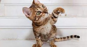 Tabby Cats