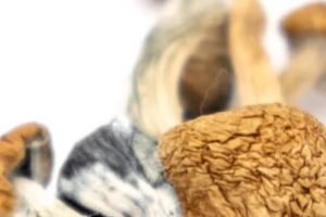 shrooms online canada