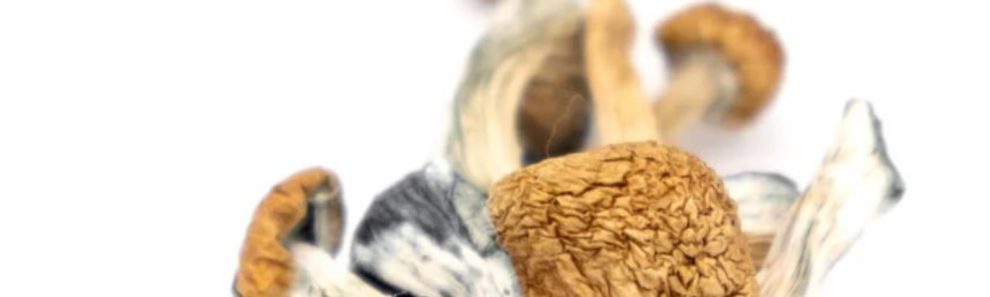 shrooms online canada