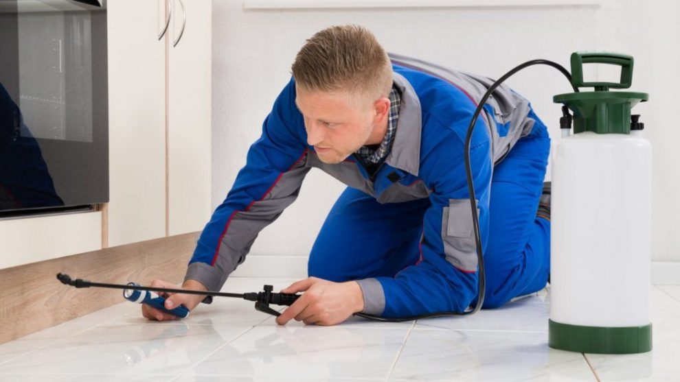Complete Guide To Pest Prevention In Your Home
