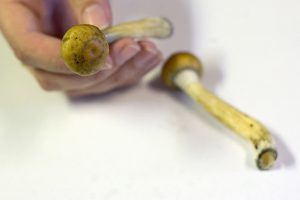 buy shrooms canada
