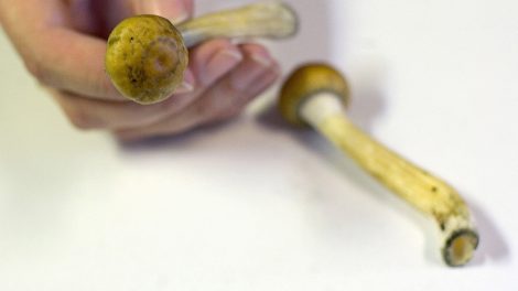 buy shrooms canada