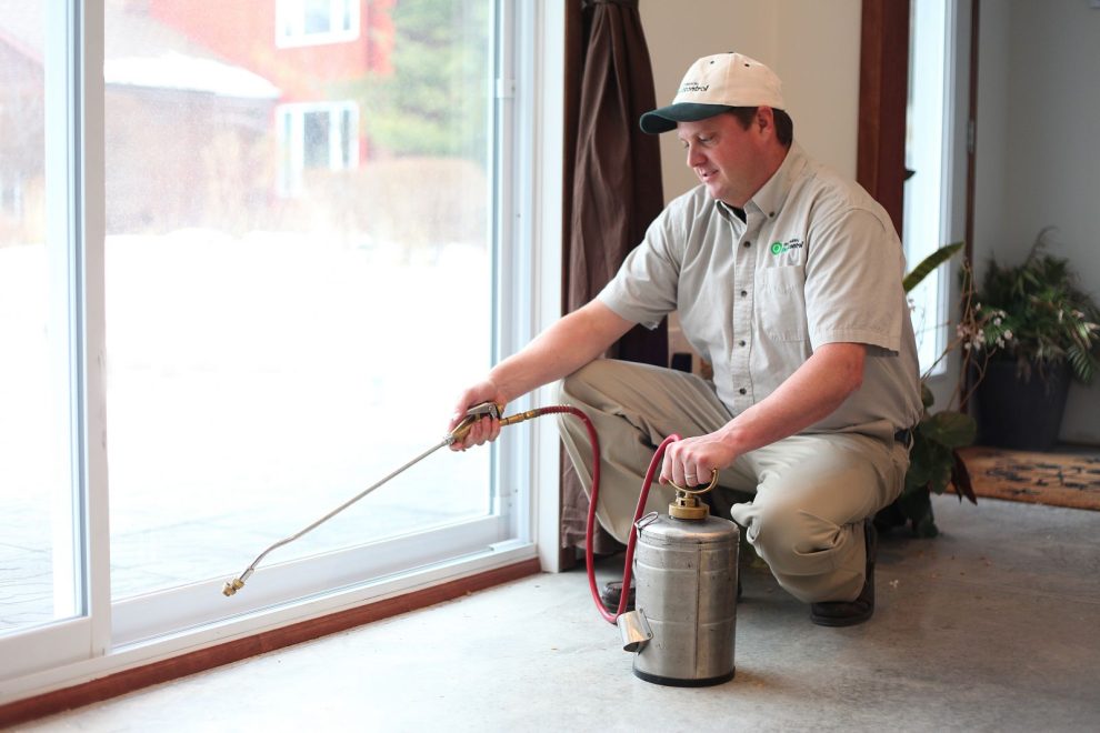Rat Extermination Toronto