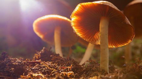 psilocybin canada