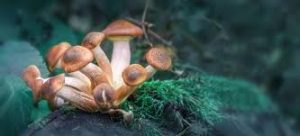 buy magic mushrooms