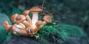 buy magic mushrooms