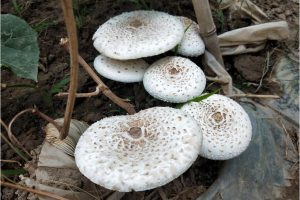 buy mushrooms online