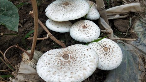 buy mushrooms online
