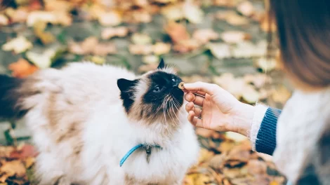 royal canin hepatic cat food