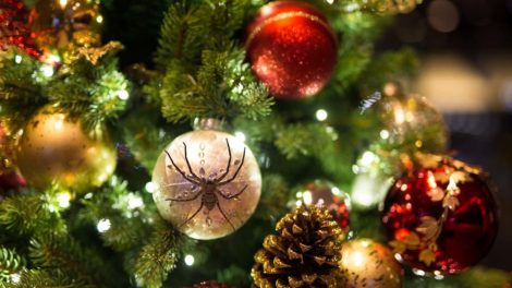 How To Get Rid Of 6 Common Pests That Live In Your Christmas Tree