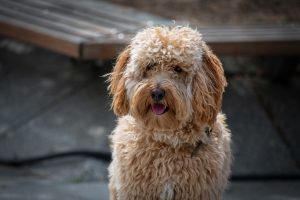 Adult Chocolate Labradoodle