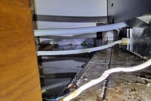 rat pest control