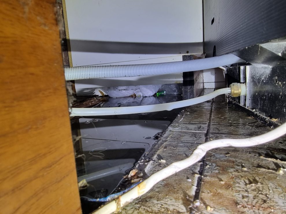 rat pest control