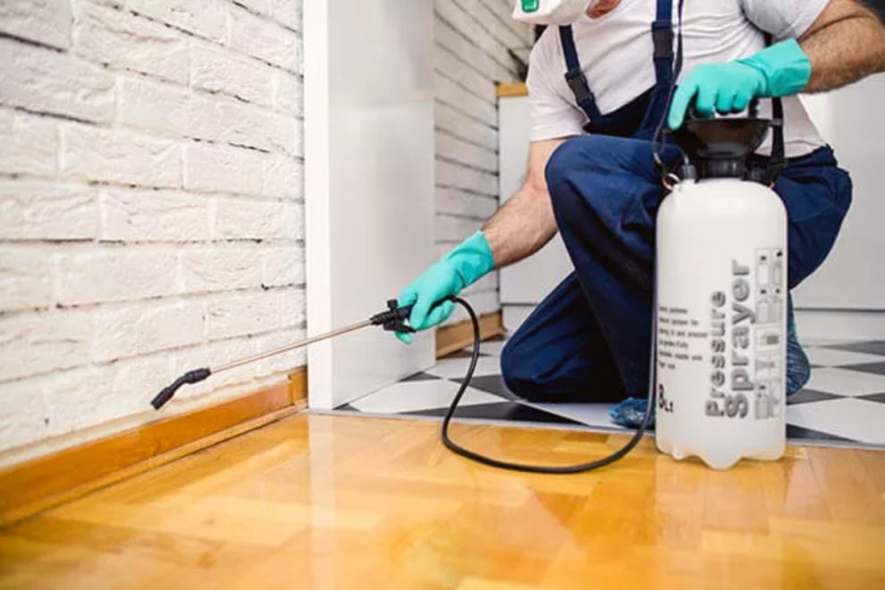 termites treatment Brisbane
