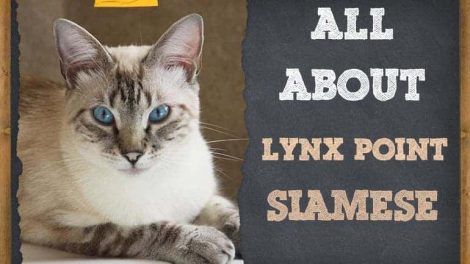 lynx point siamese cat