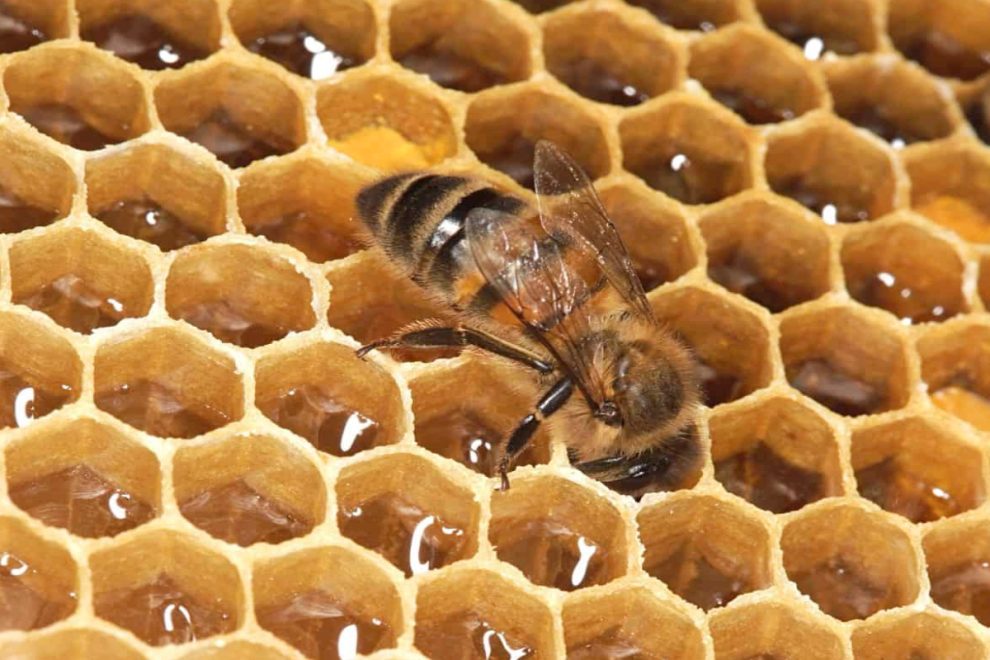 bees control brisbane