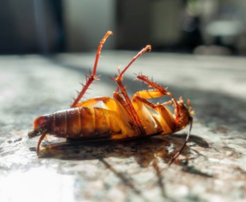 cockroaches pest control specialist near me