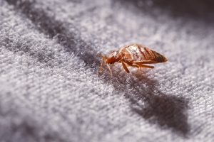 local bed bug pest control