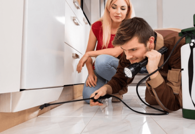 Pest Control Brisbane