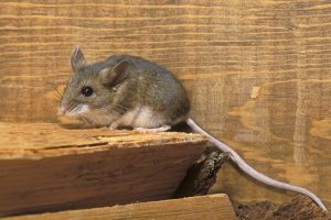 rodent control brisbane